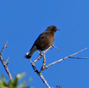 Black Wheatear