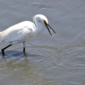Little Egret