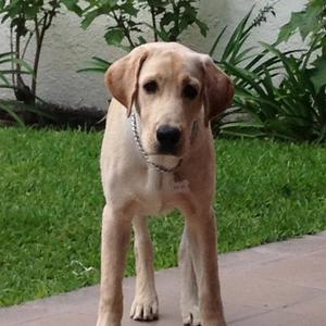 Retriever (Labrador)