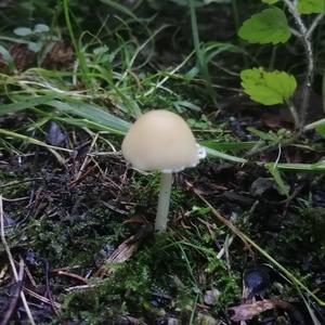 Psathyrella, Common