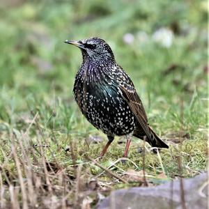 Common Starling