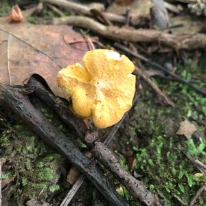 Chanterelle, Common