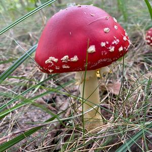 Fly Agaric