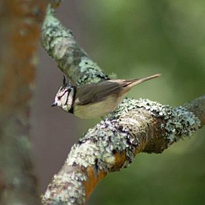 Crested Tit