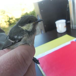 Coal Tit