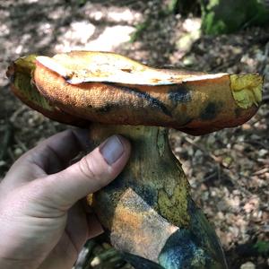 Dotted-stem Bolete