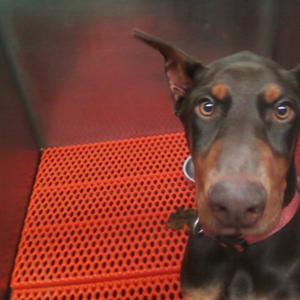 Dobermann