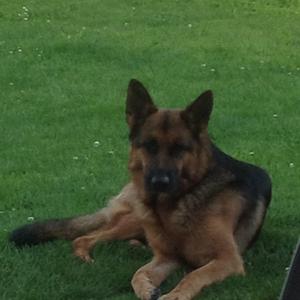 Deutscher Schäferhund