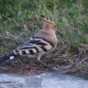 Eurasian Hoopoe