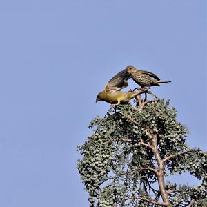 European Greenfinch