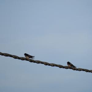 Barn Swallow