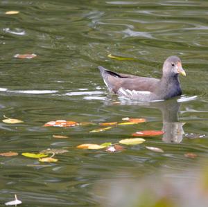 Common Moorhen