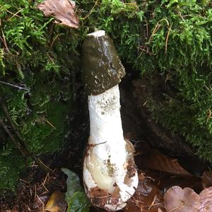 Gemeine Stinkmorchel