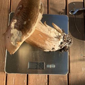 King Bolete