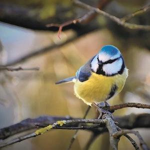 Blue Tit