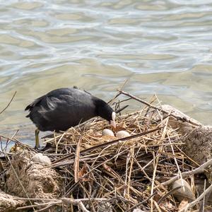 Bläßhuhn