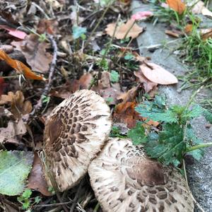Unknown Species