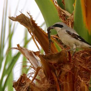 Great Grey Shrike