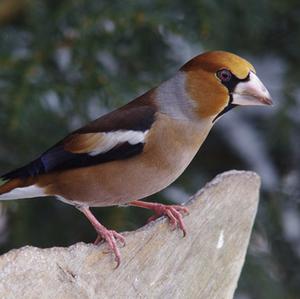 Hawfinch