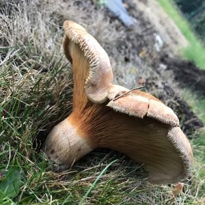 Unknown Species