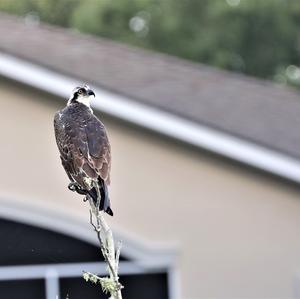 Osprey