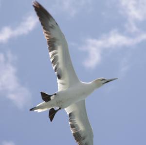 Northern Gannet