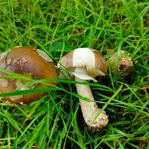 Stout-stalked Amanita