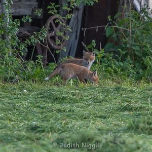 Red Fox