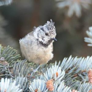 Crested Tit