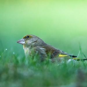 European Greenfinch
