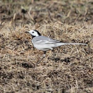 White Wagtail