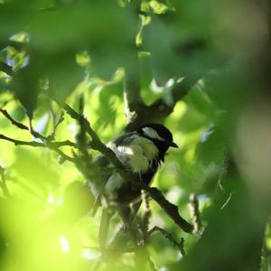 Great Tit