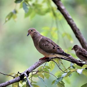 European Turtle-dove