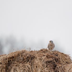 Common Kestrel