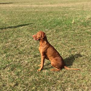 Unknown Breed