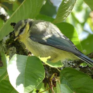 Blue Tit
