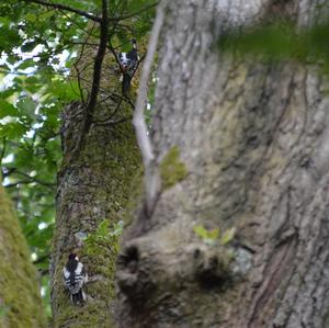 Great Spotted Woodpecker