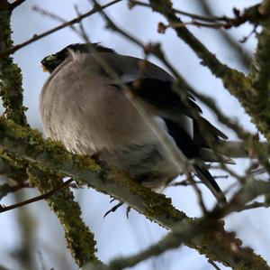 Eurasian Bullfinch