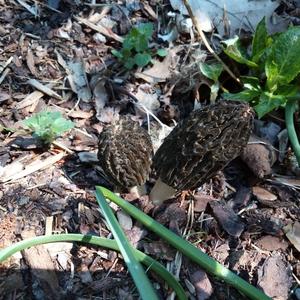 Black Morel