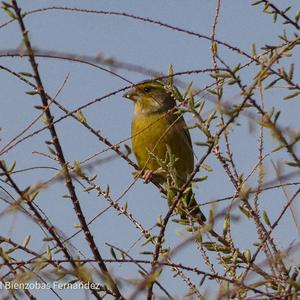 European Greenfinch