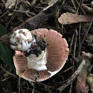 Gelber Knollenblätterpilz