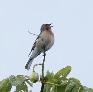Eurasian Chaffinch