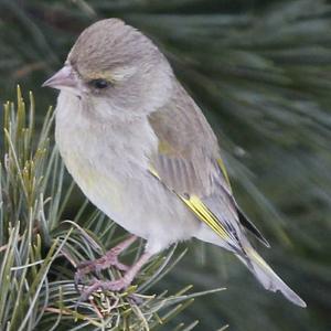 European Greenfinch