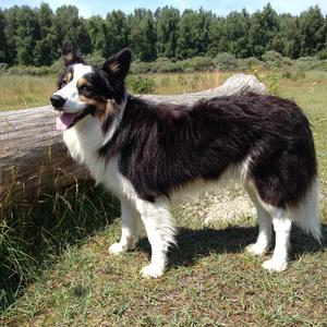 Border Collie