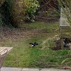 Black-billed Magpie