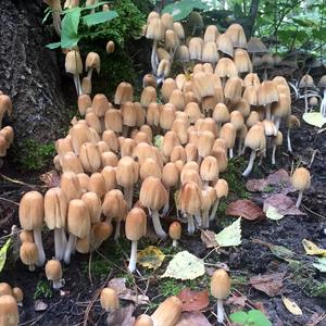 Non-inky Coprinus