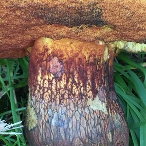 Netzstieliger Hexenröhrling