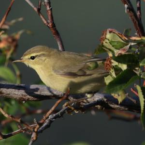 Willow Warbler