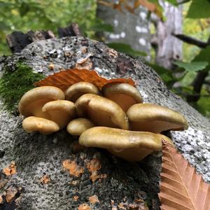 Gelbstieliger Muschel-Seitling