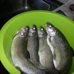 Regenbogenforelle